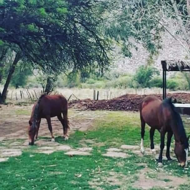 Hotel Hacienda Casa Blanca Tinogasta Luaran gambar